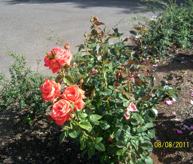 100_2650.JPG