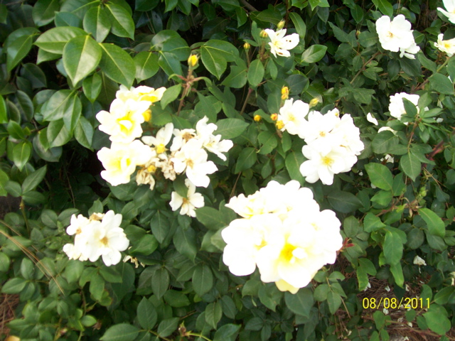 100_2654.JPG